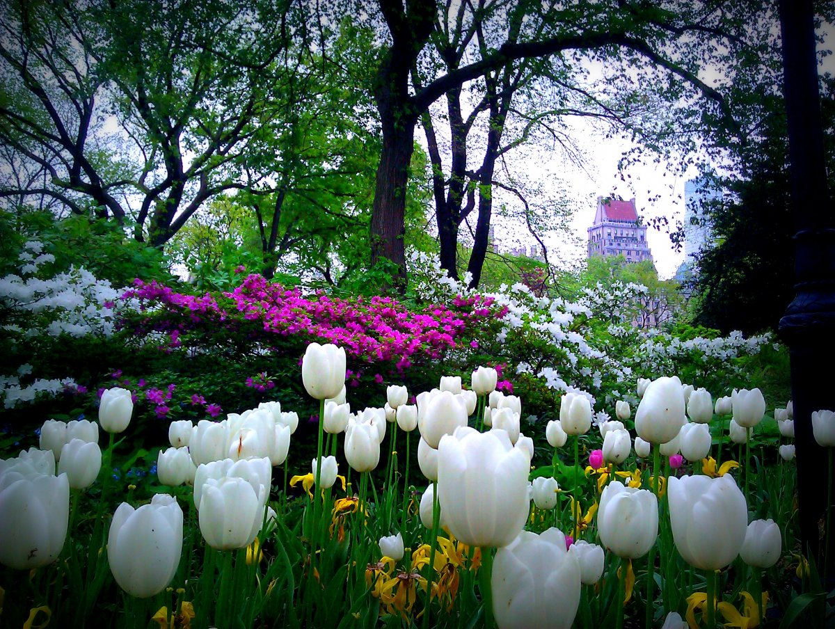 Центральный парк Нью-Йорк весной