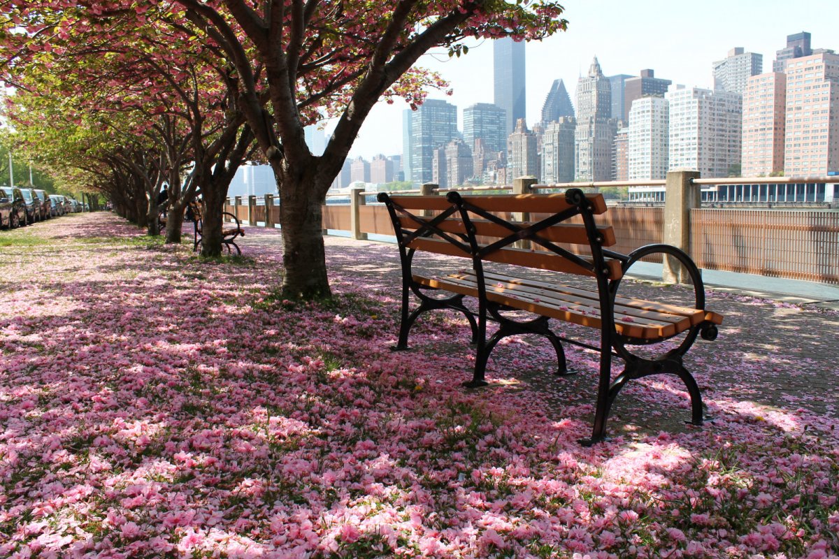 Централ парк Нью-Йорк скамейки