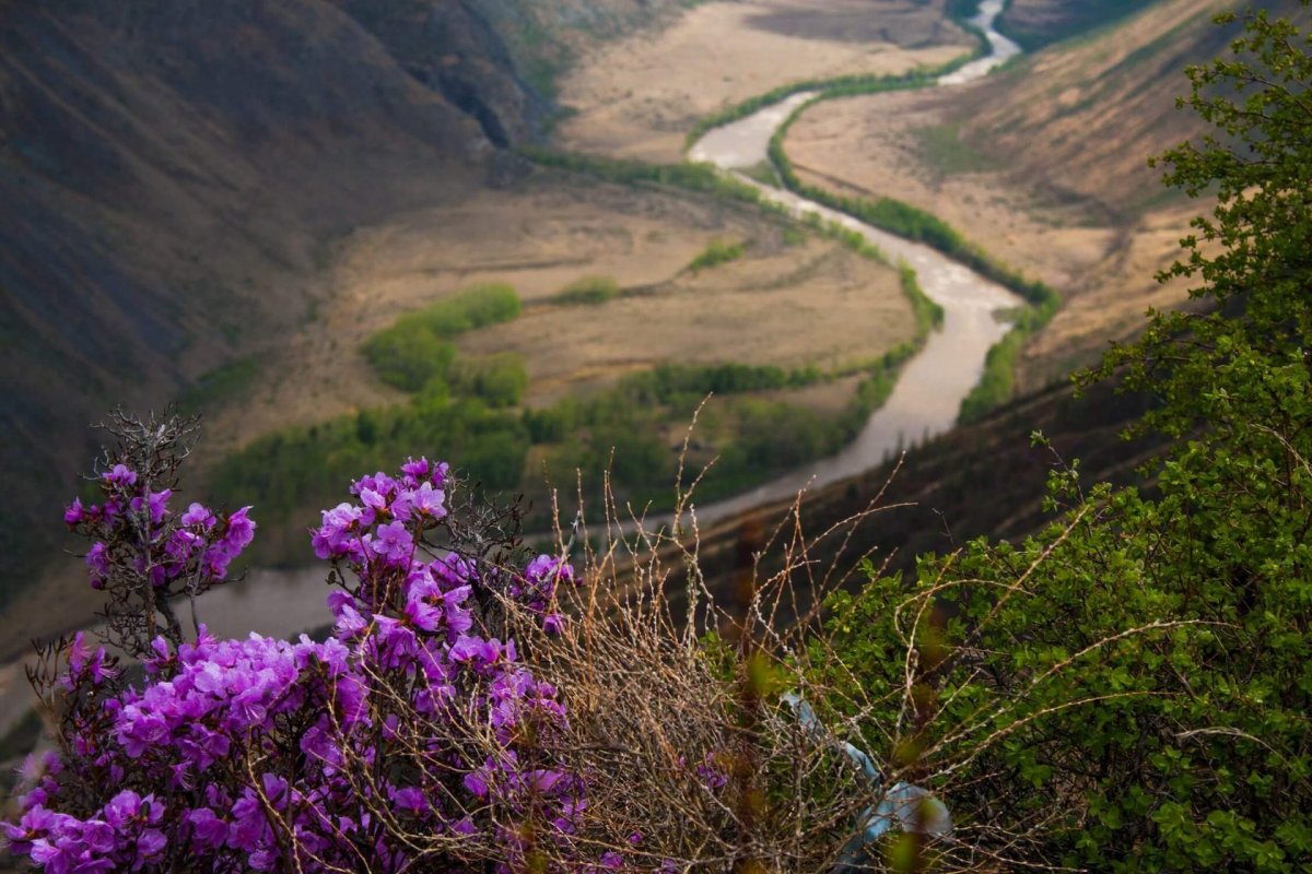 Цветение маральника горный Алтай
