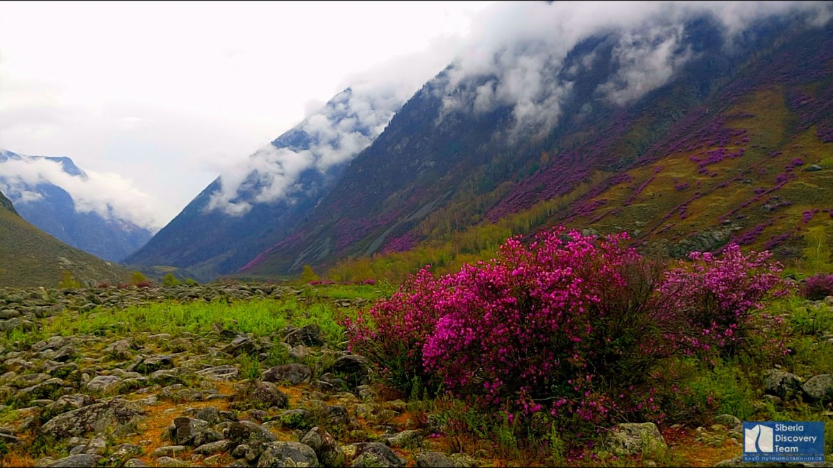 Маральник Эдельвейс Республика Алтай