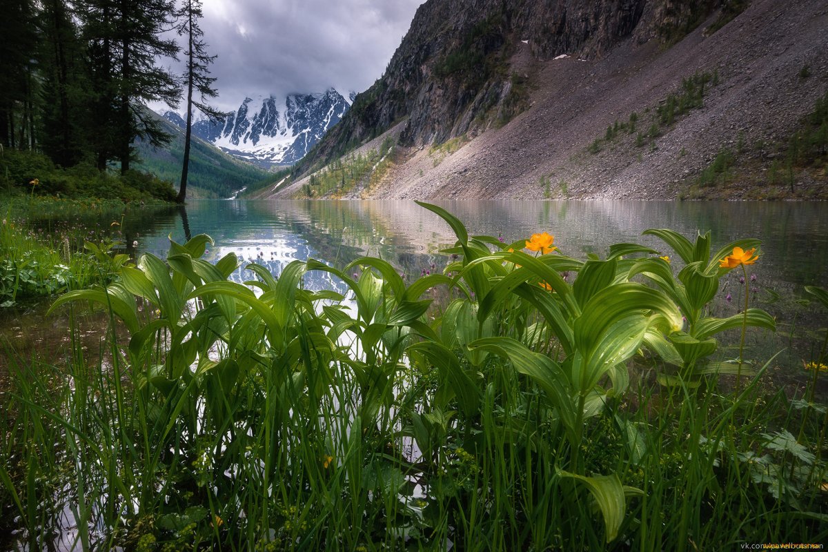 Жарки на Шавлинском озере Алтай