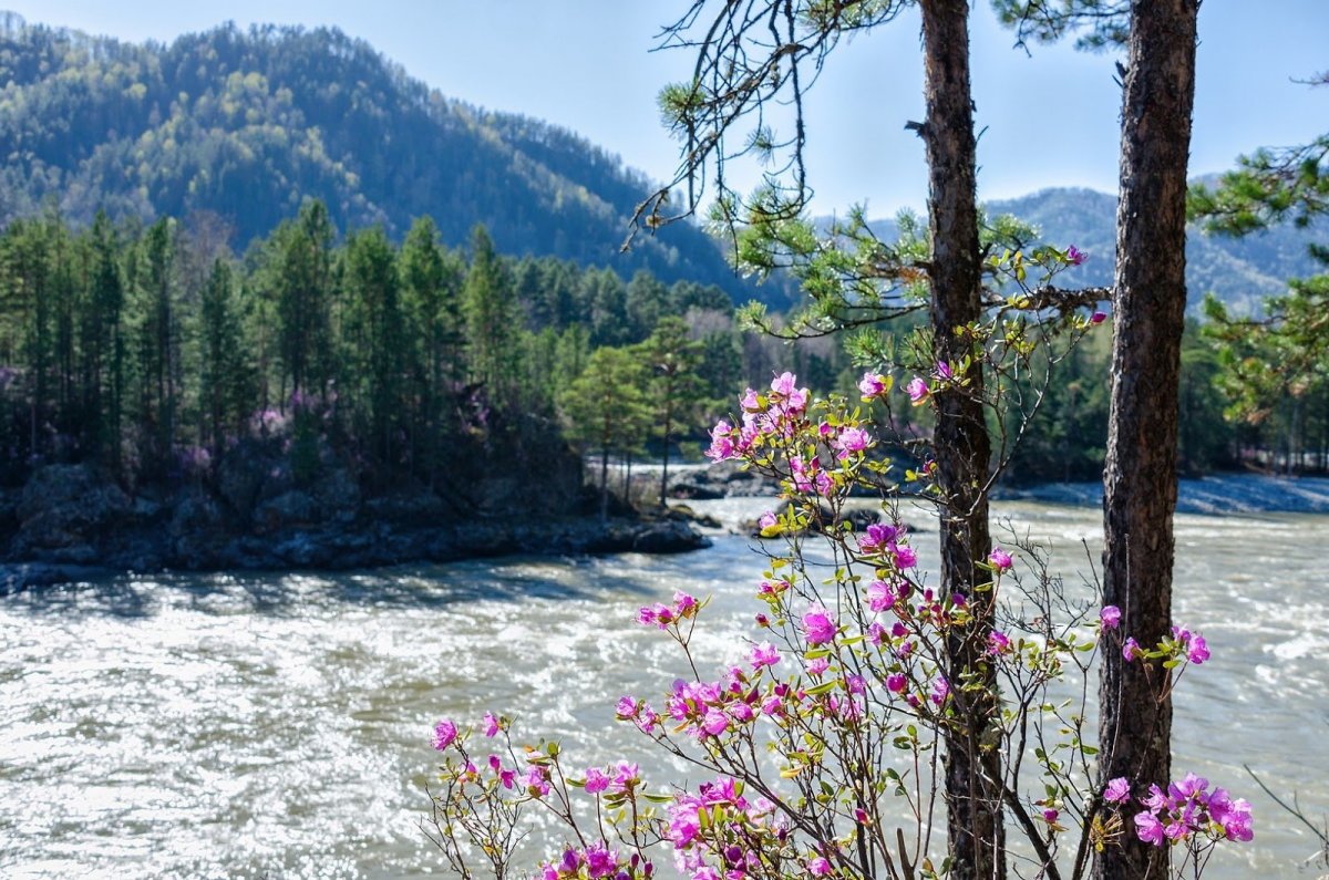 Маральник Алтай Белокуриха