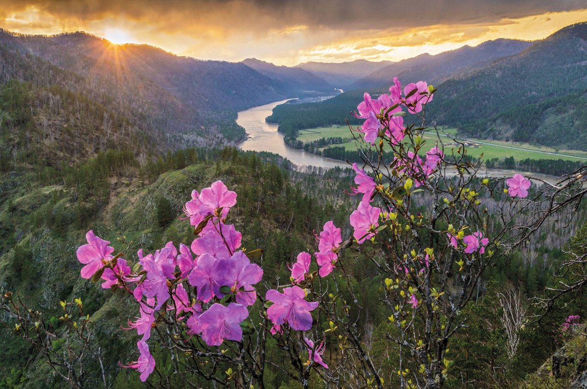 Рододендрон маральник