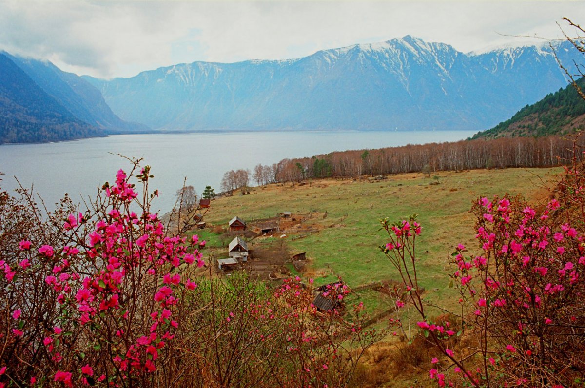 Саяны Долина Алтайский край цветы