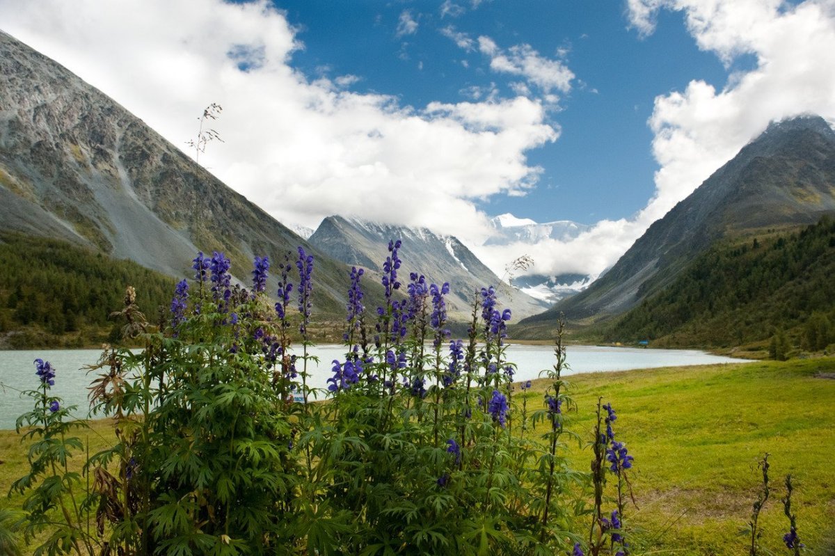 Горный Алтай Альпийские Луга
