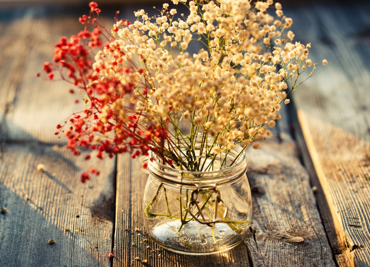 Сухие цветы