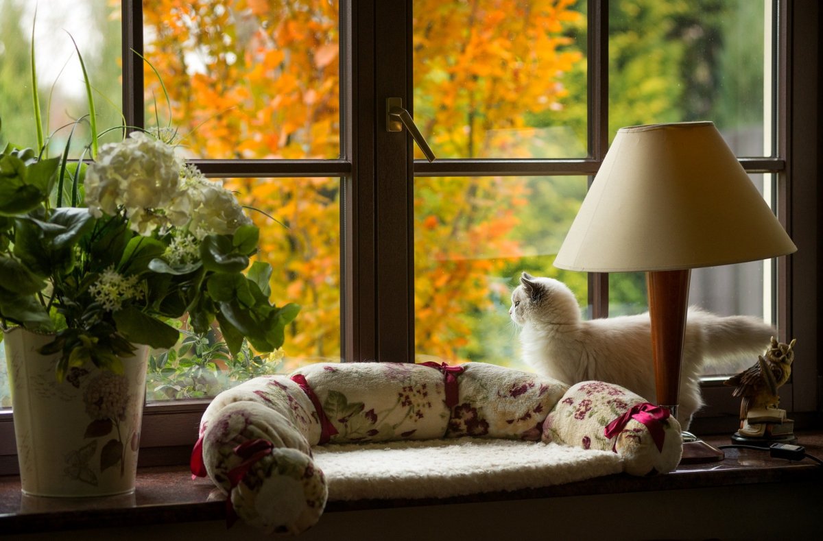 Осень домашний уют