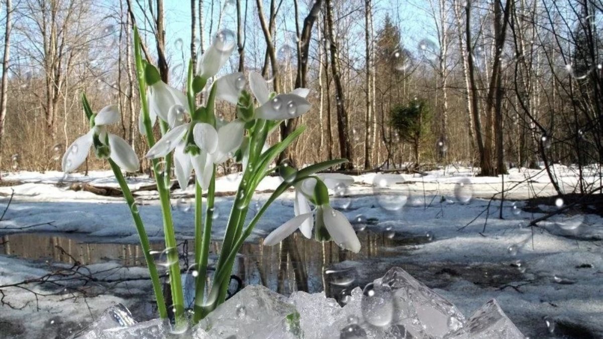 Весенние ручьи