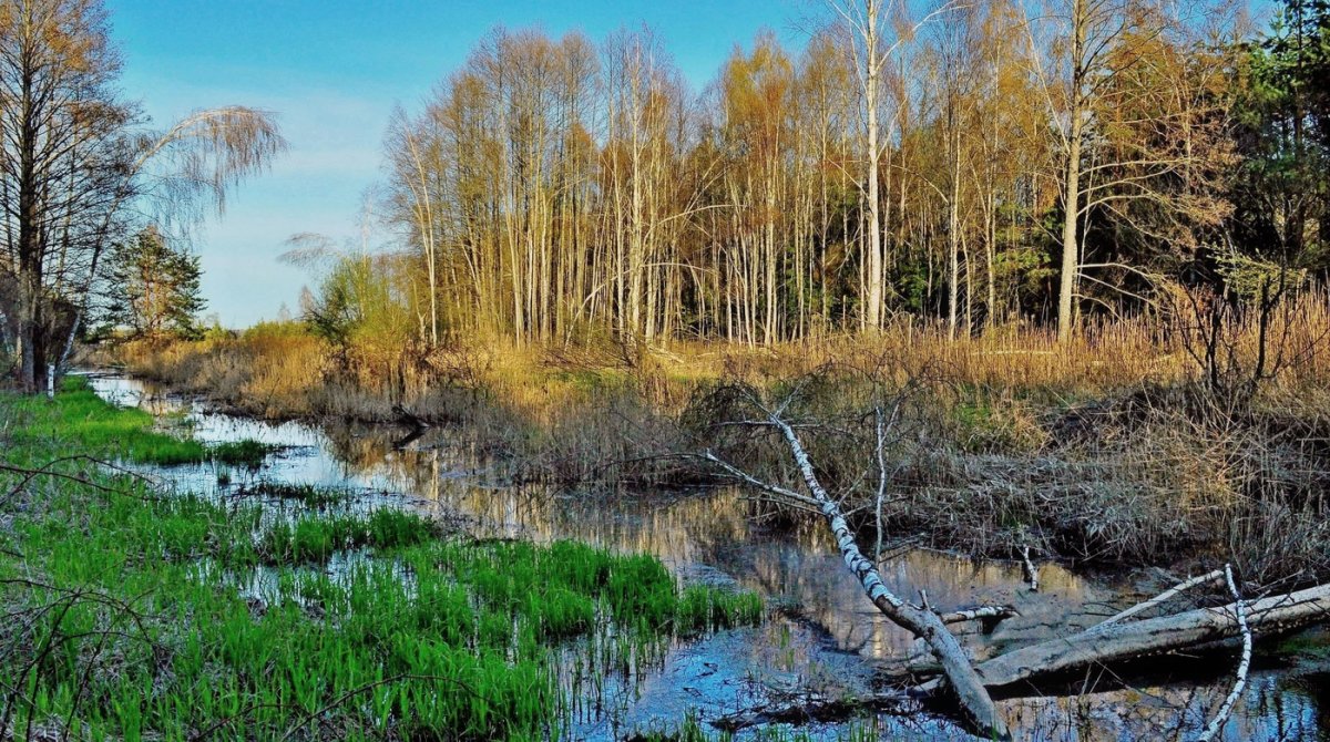 Весенний пейзаж средней полосы