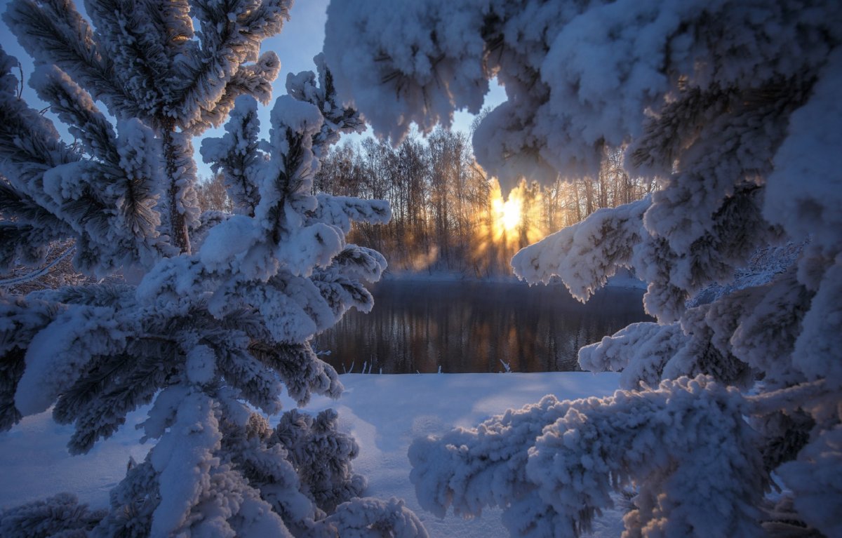 Сказочный зимний лес