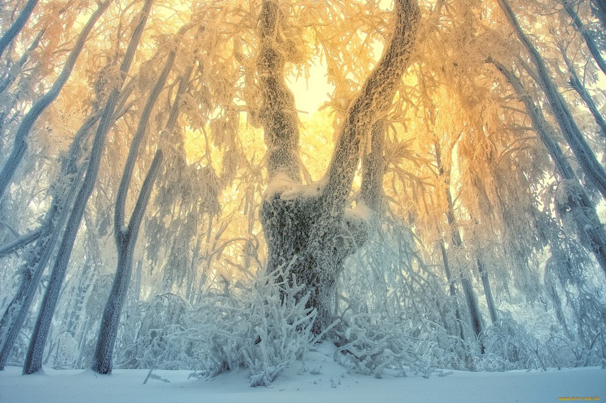 Заснеженный сказочный лес