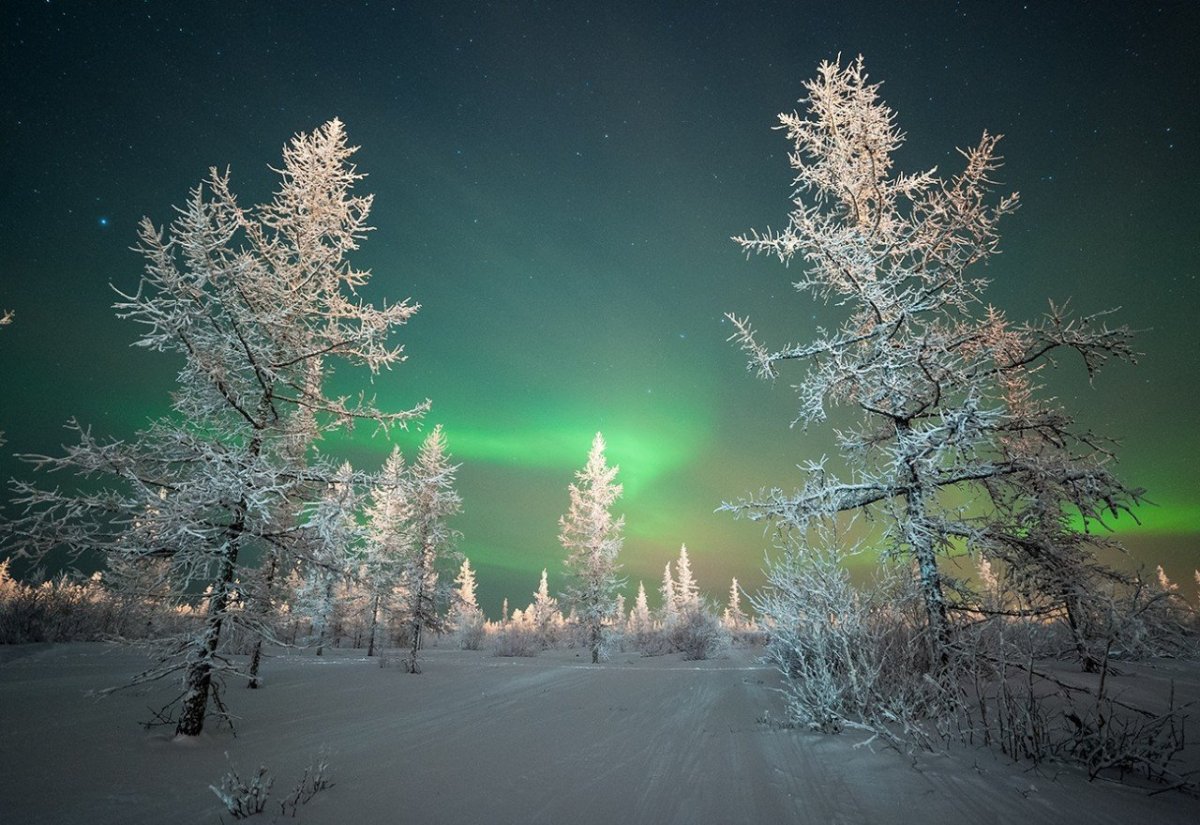 Ночной зимний лес