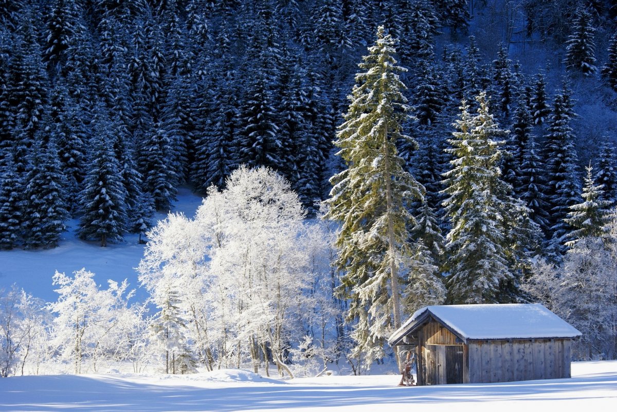 Сказочный зимний лес