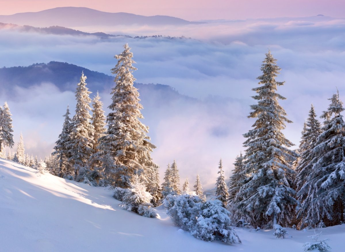 Пейзаж зимний лес