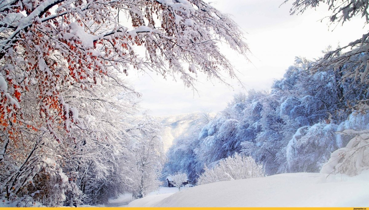 Сказочный зимний лес