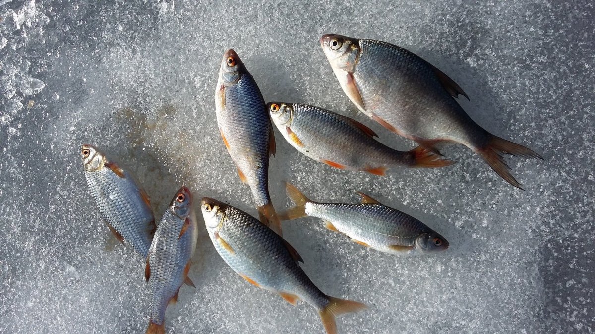 Обское море зимой Новосибирск