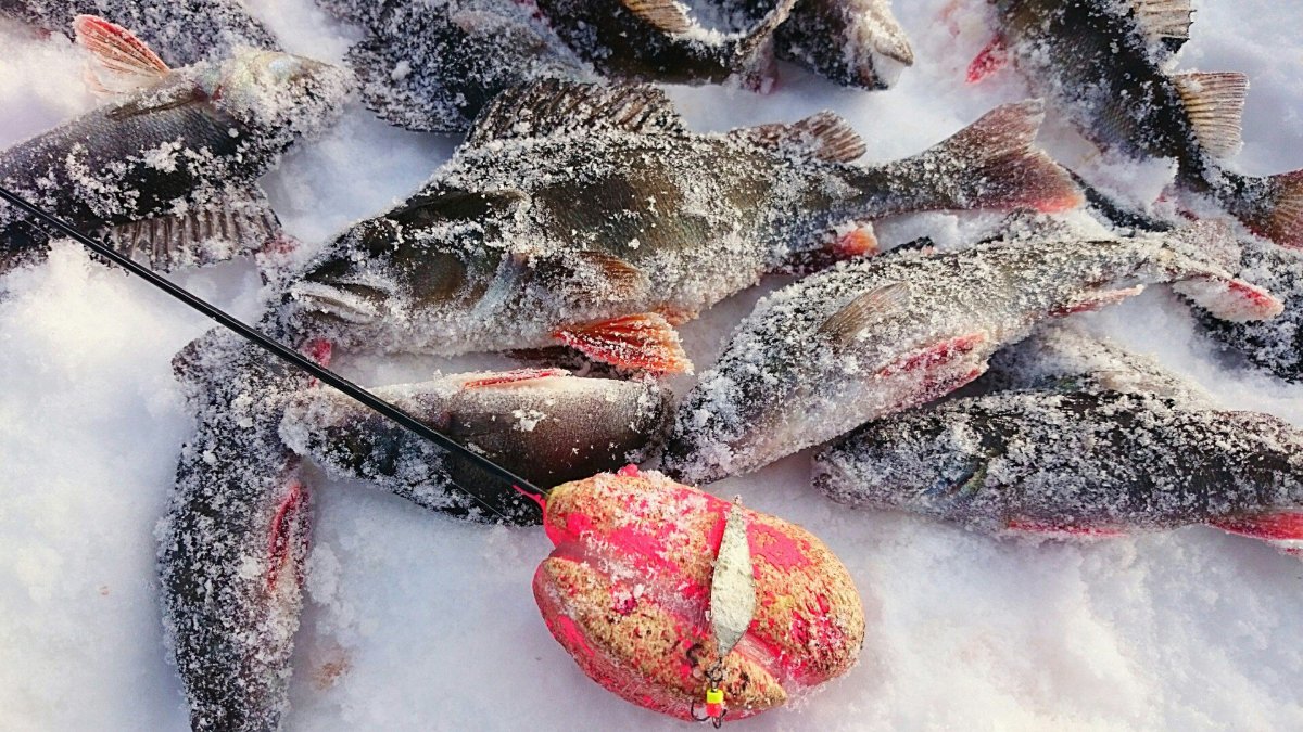 Окунь плотва уклейка