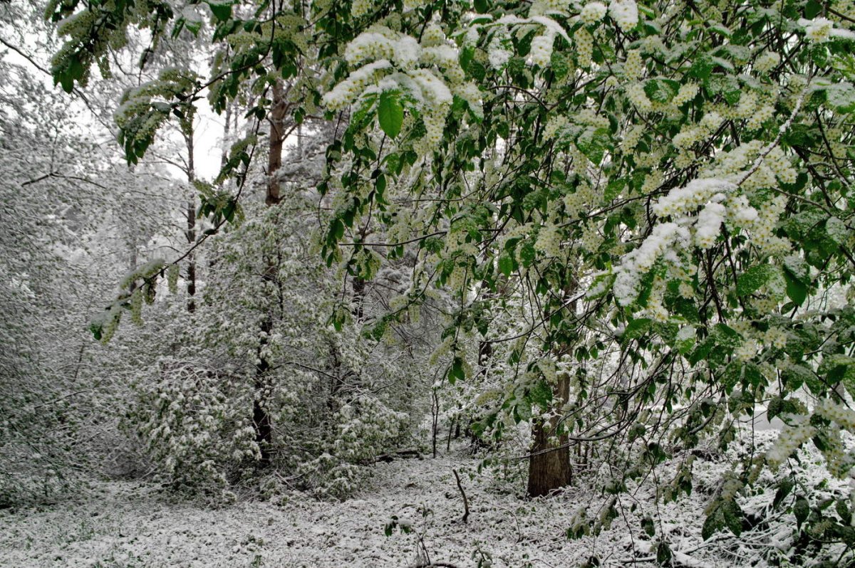 Сведет черёмуха снегом