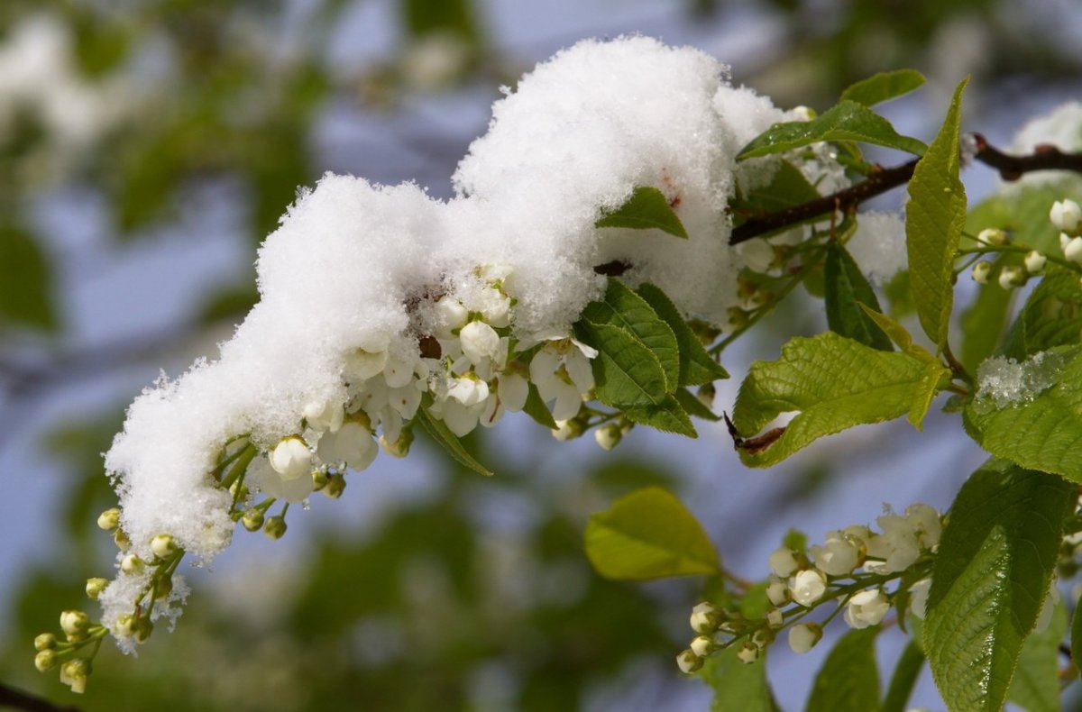 Черемуха обыкновенная зимой