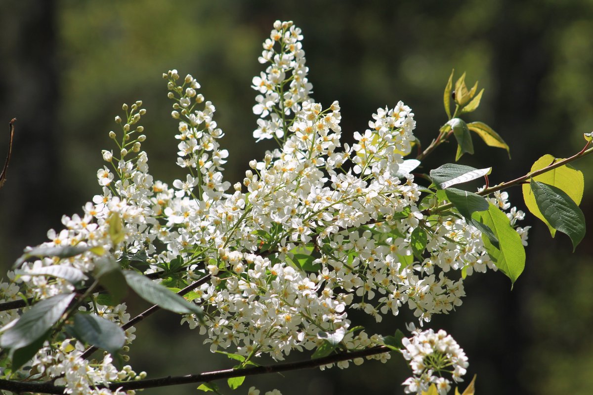 Цветет черемуха в деревне