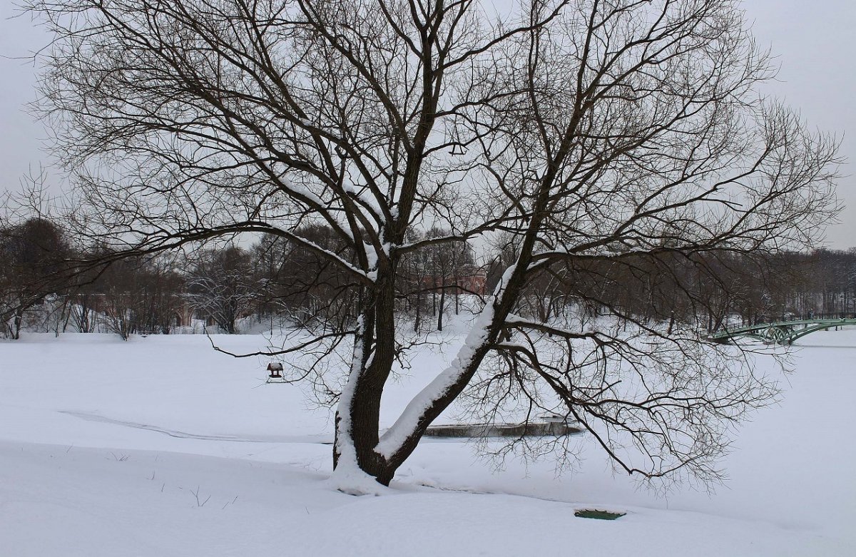 Черемуха Максимовича дерево
