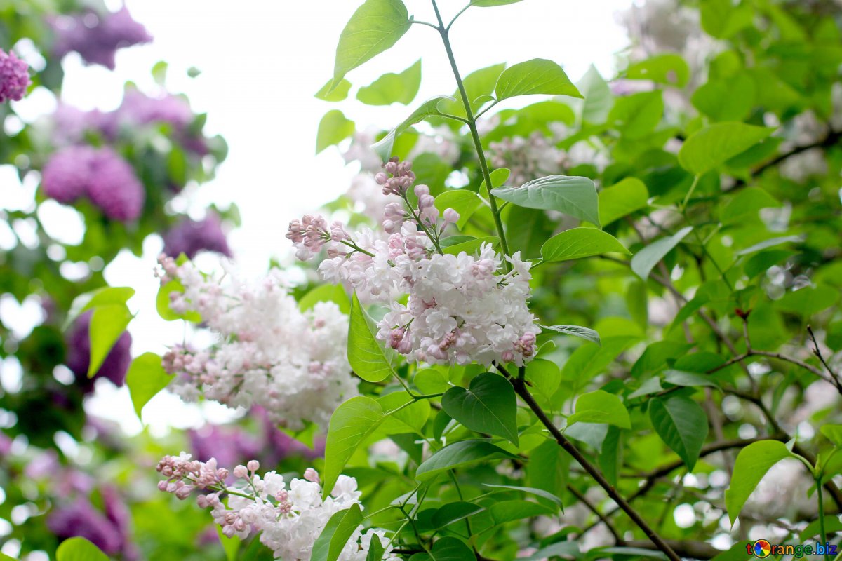 Черемуха серебристая