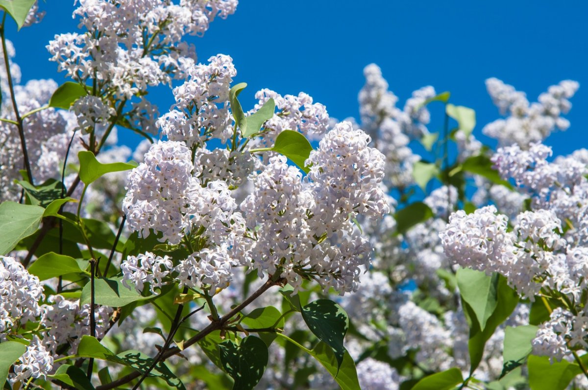Белая черёмуха белая сирень