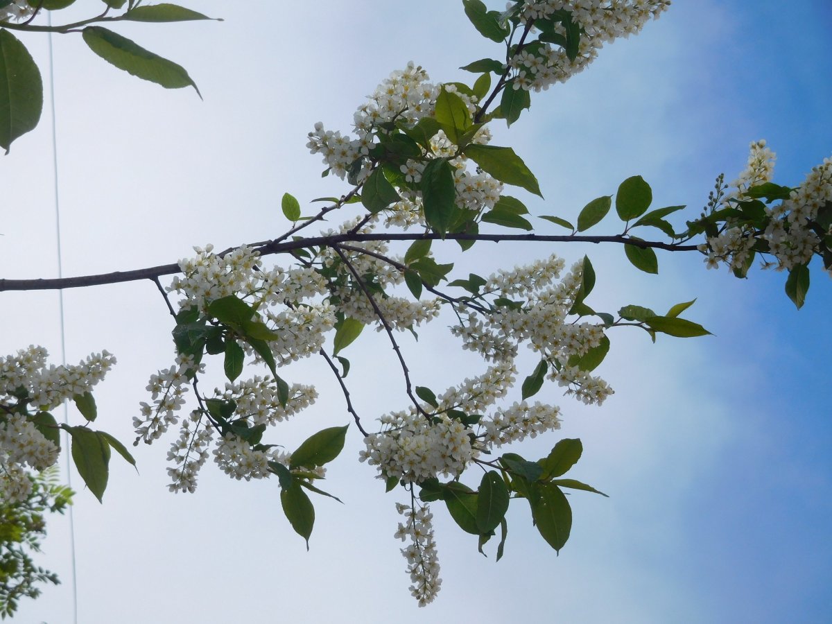 Медоносные растения сирень, Жасмин, черемуха