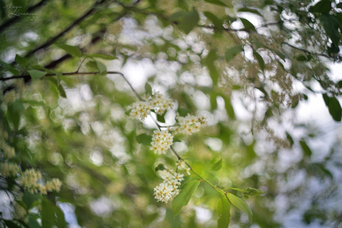 Натюрморт с черемухой