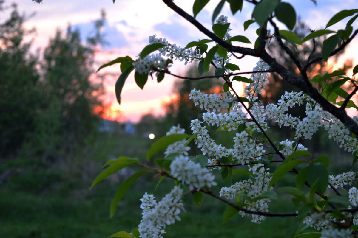 Цветет черемуха заросли черемухи