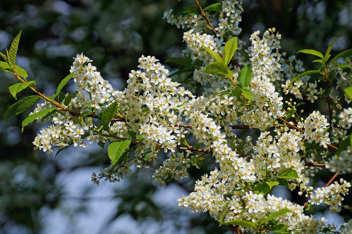Черемуха Березовая роща