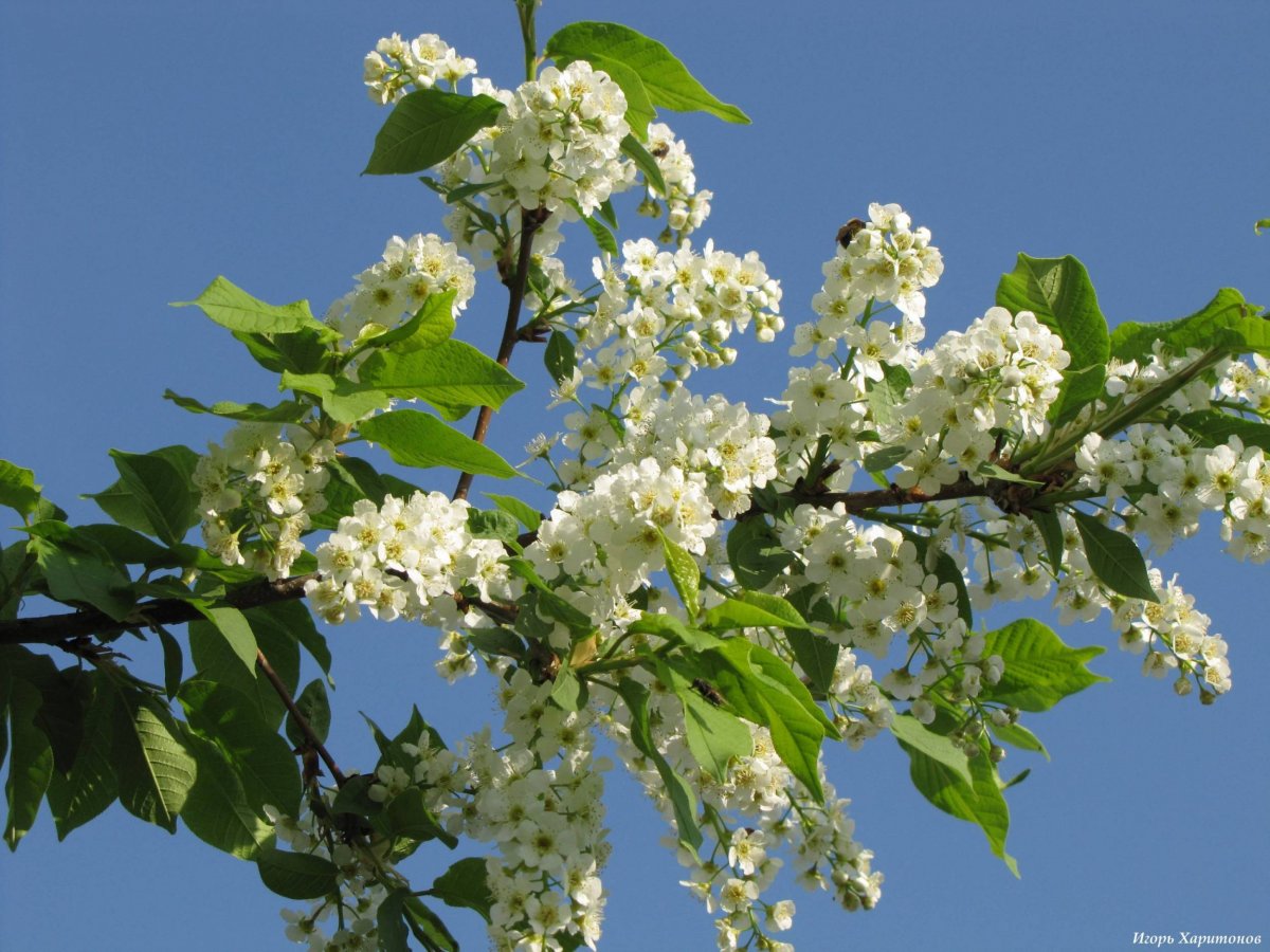 Черёмуха душистая черемуха дерево