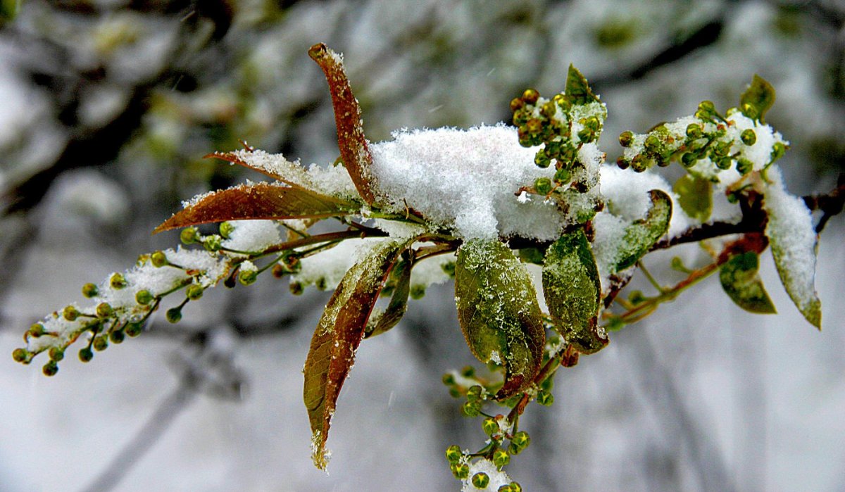 Черемуха ранняя Весна