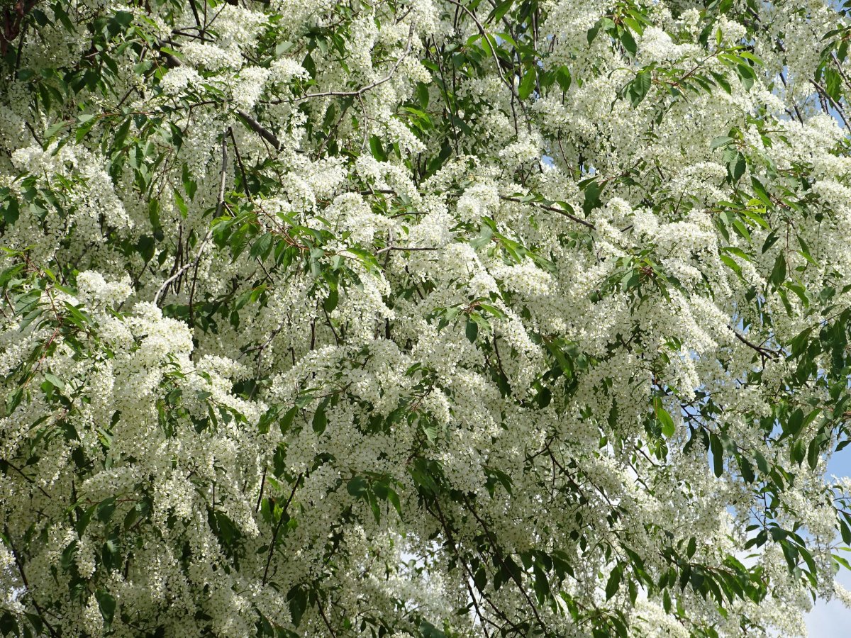 Черемуха в цвету