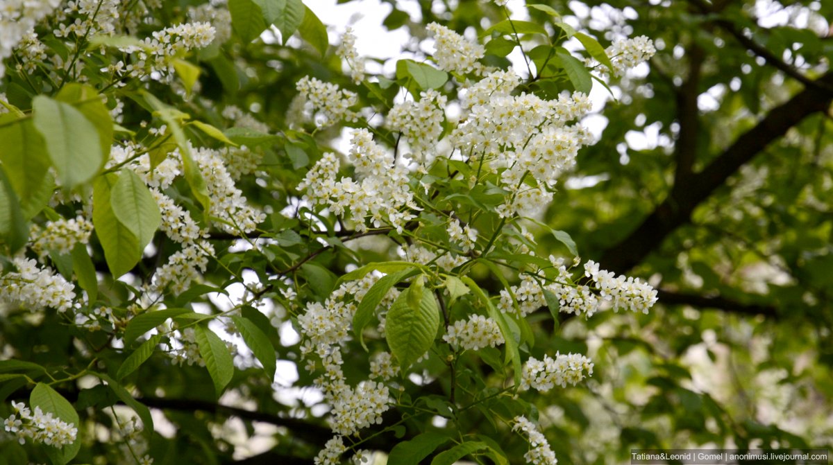 Черемуха дерево зимой