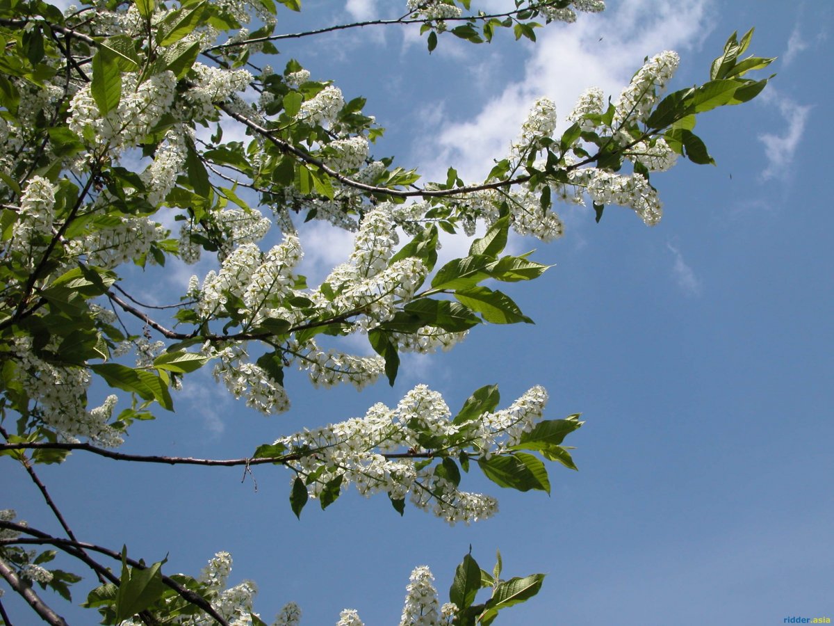 Фильм цвет черемухи