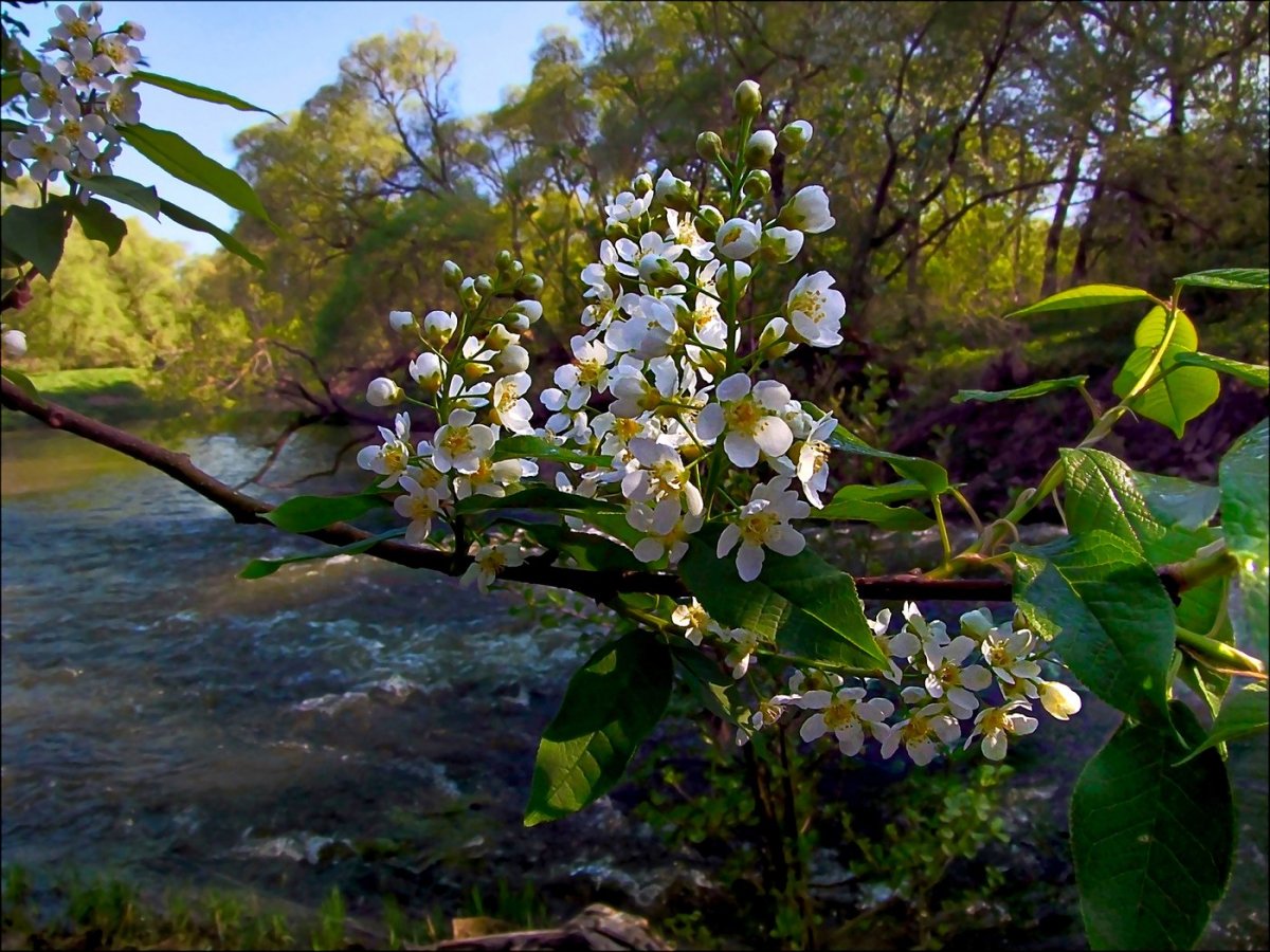 Белая черемуха душистая