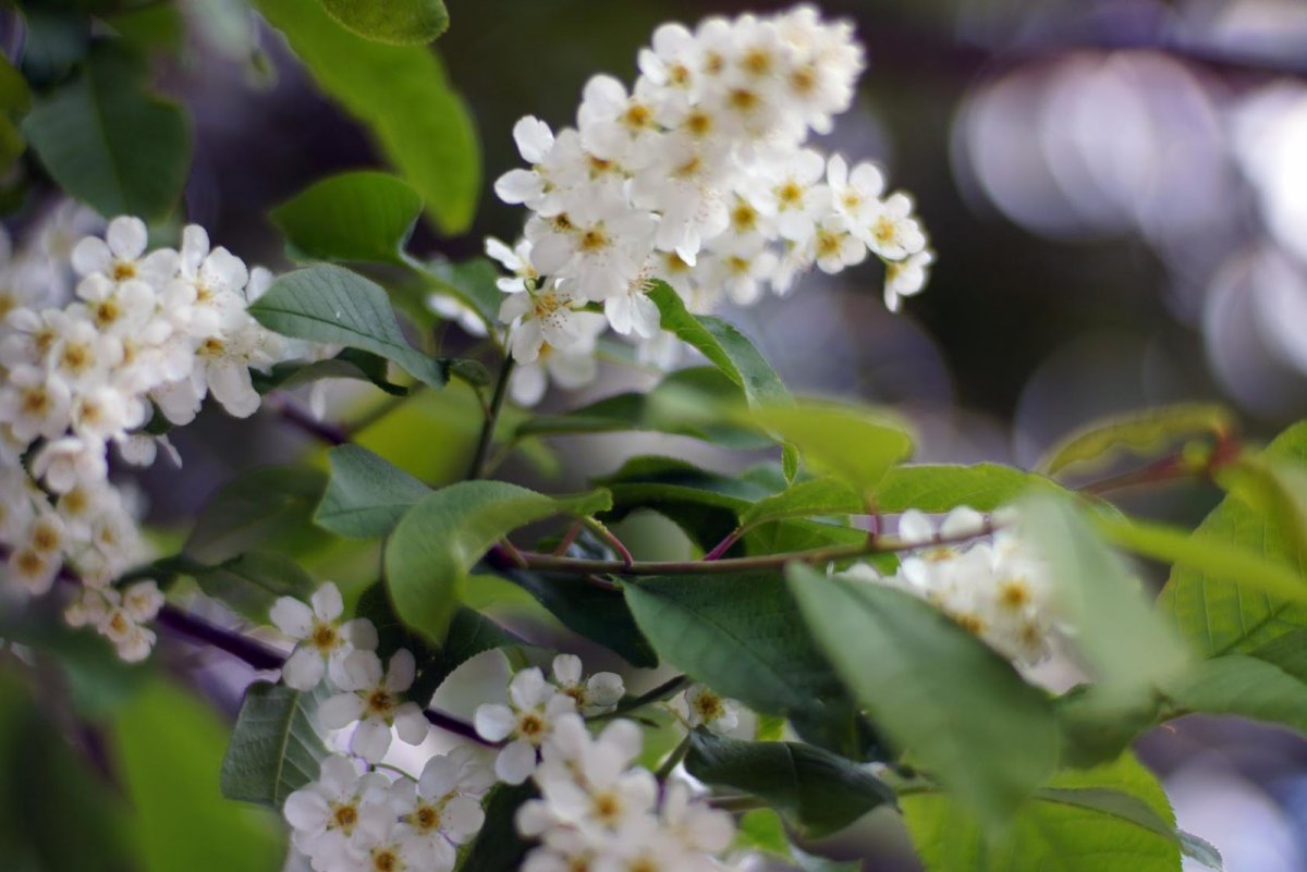 Черемуха цветет Глен доман