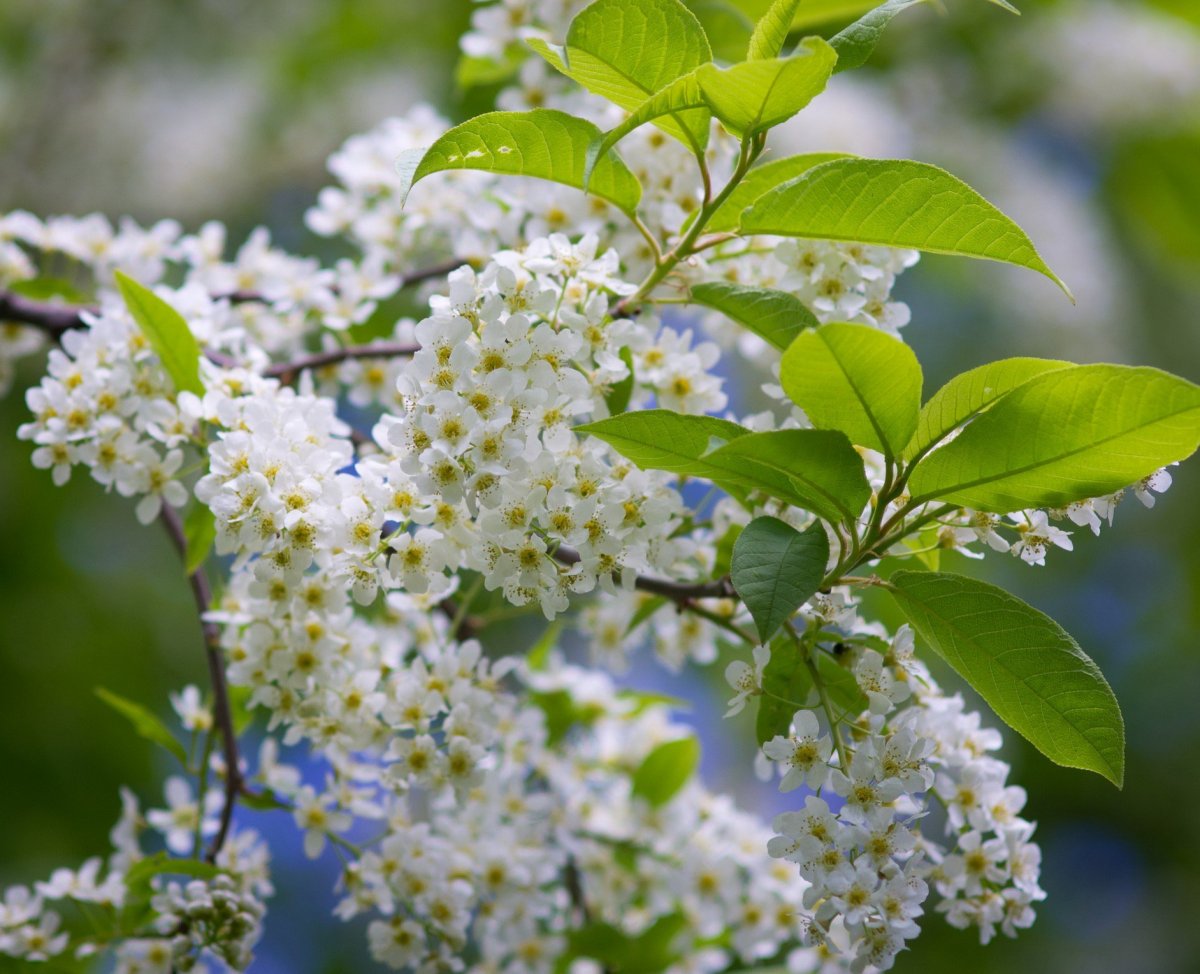 Полынь в снегу