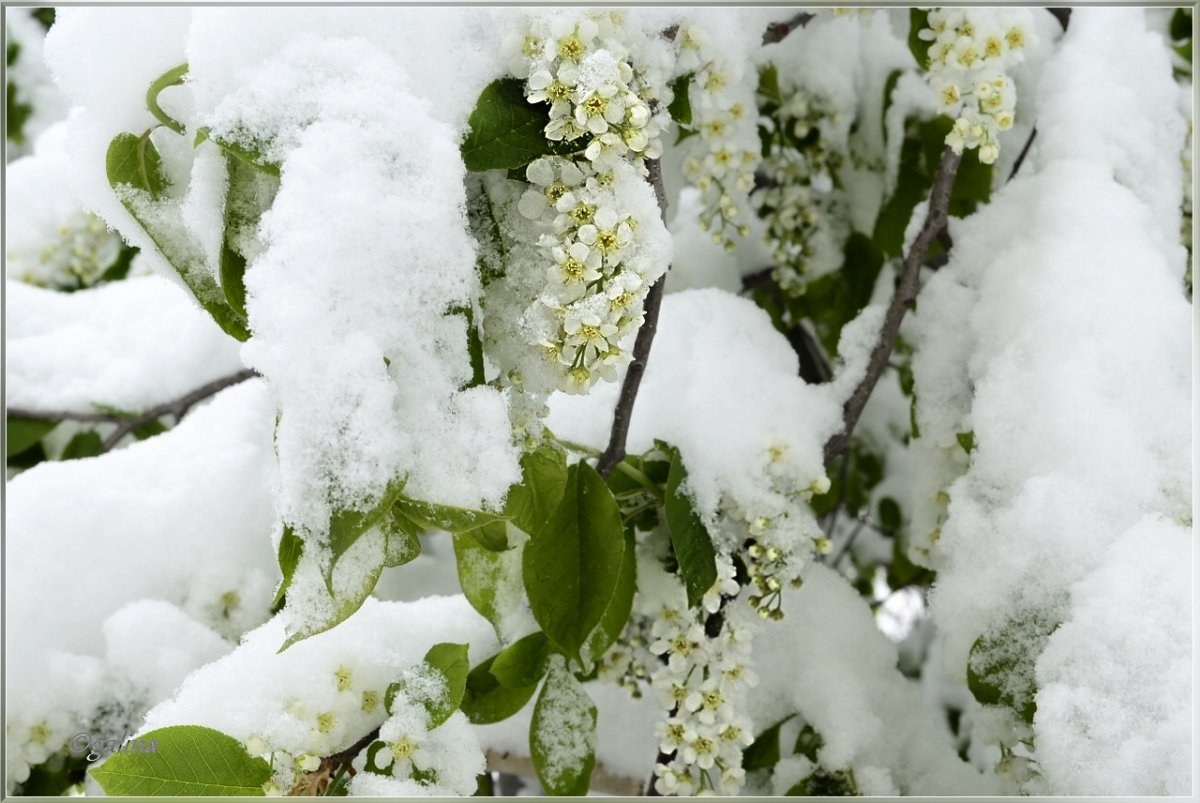 Сведет черёмуха снегом