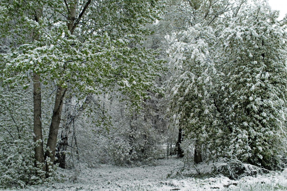 Новосибирск зацвела черемуха