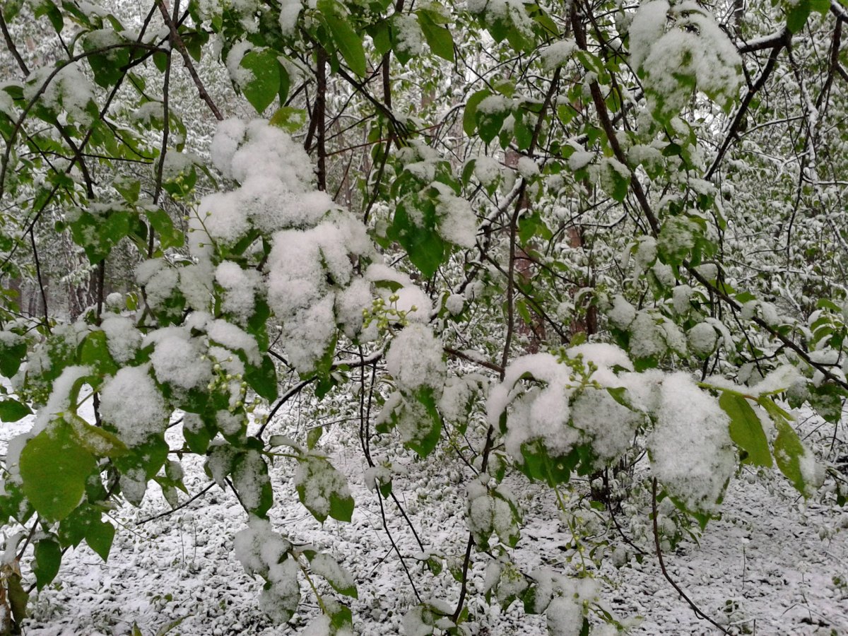 Черемуха зимой