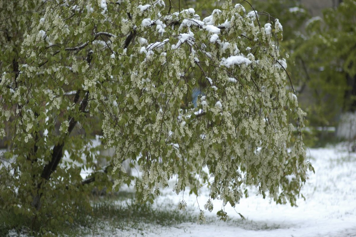 Цветущая черемуха дерево