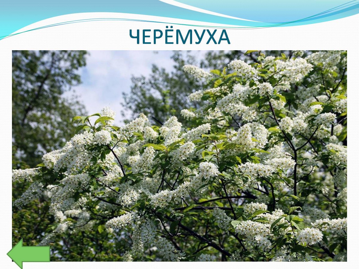 Черемуха черемуха