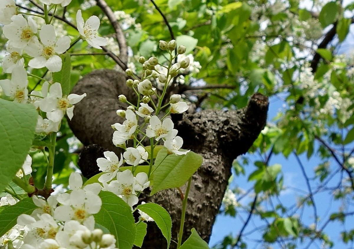 Дудин деревья зимою