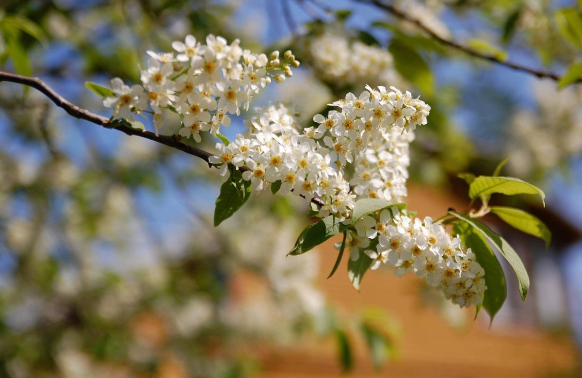 Во Владивостоке цветет черемуха