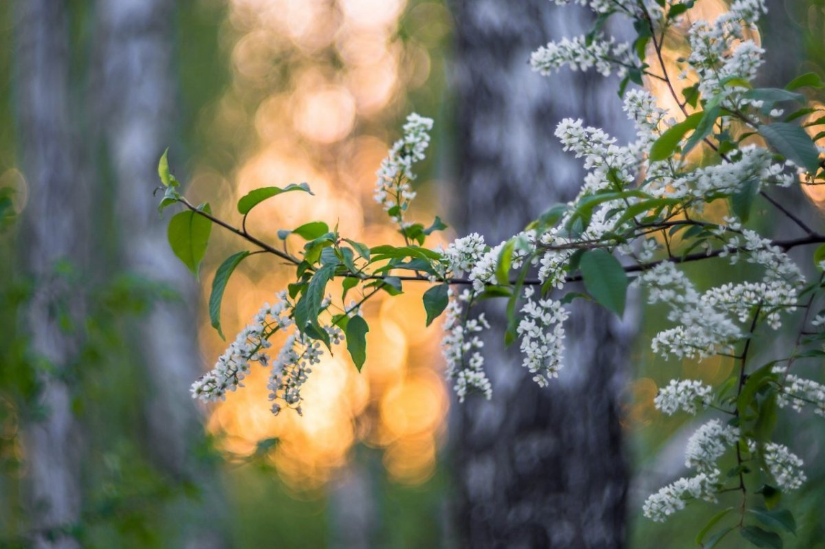Холодно в мае - черемуха цветет