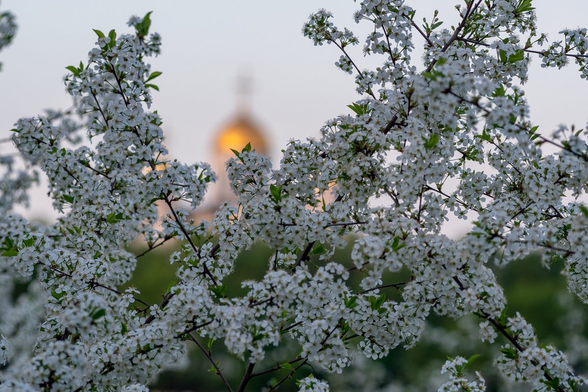 Весенние заморозки