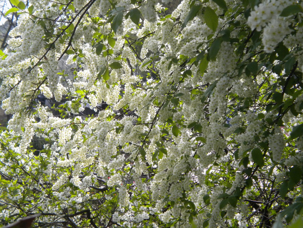 Цветущая черемуха в Иркутске