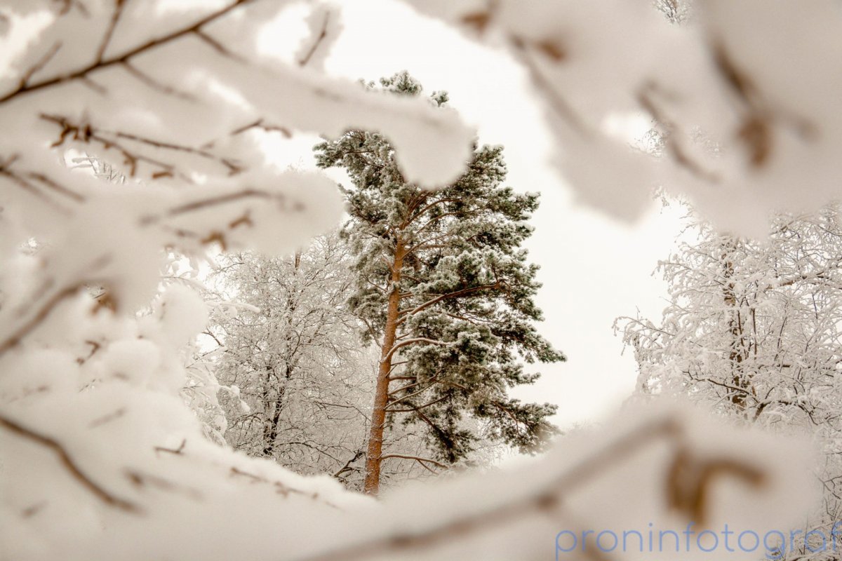 Цветущая Весна отражение в воде